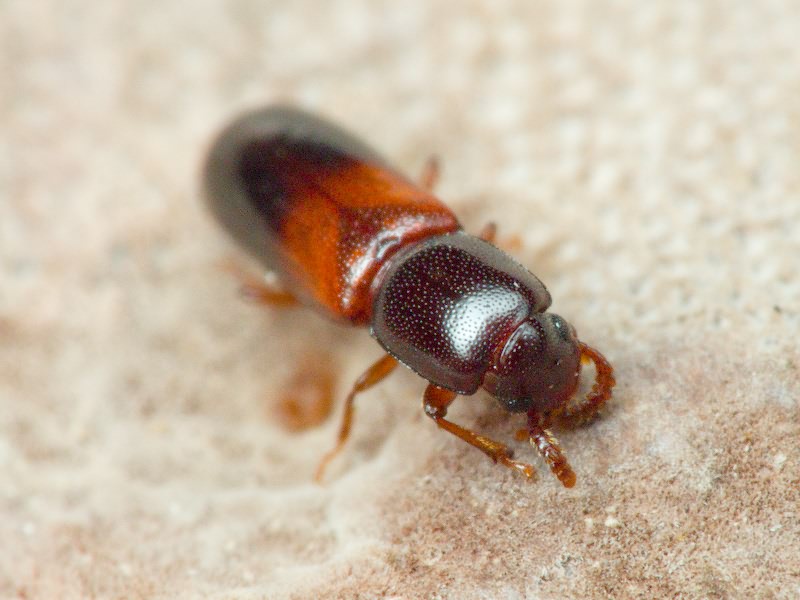 Corticeus fasciatus (Fabricius, 1790)